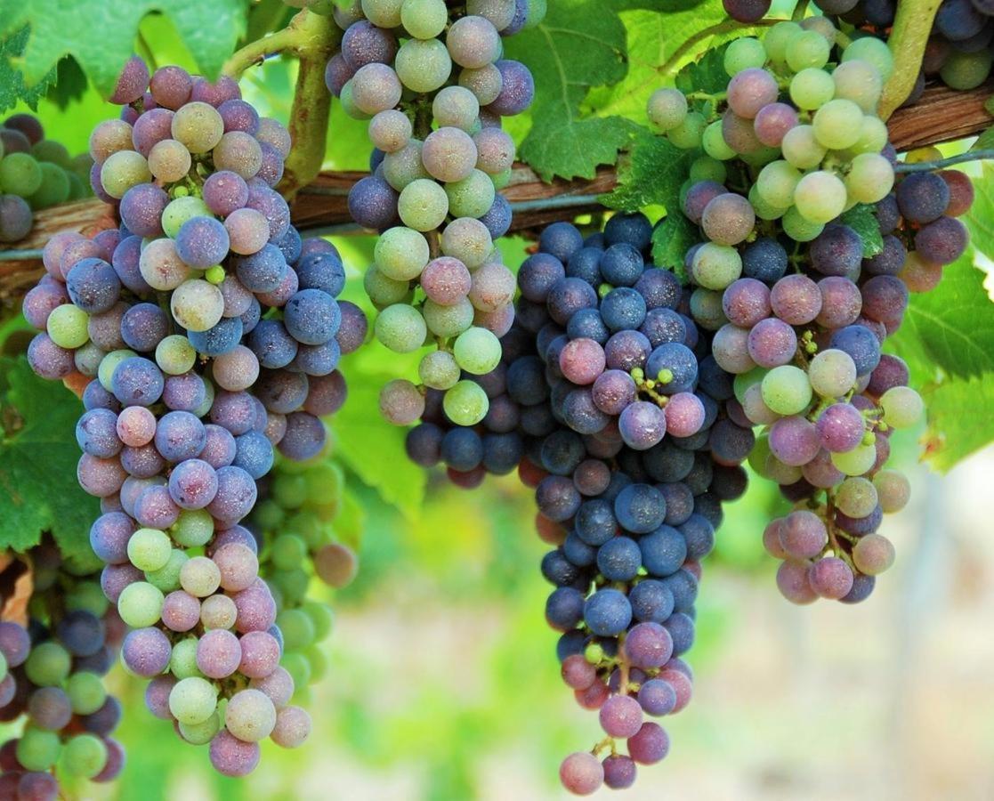 Maison Des Vignes Le Fleix Екстериор снимка